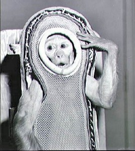 Monkey_Sam_Before_The_Flight_On_Little_Joe_2